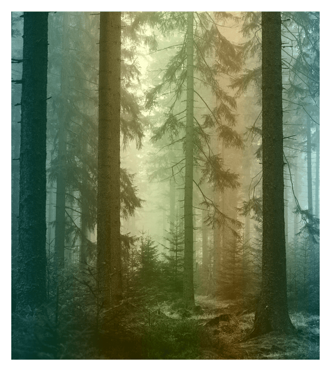 Scenic Deer Silhouette