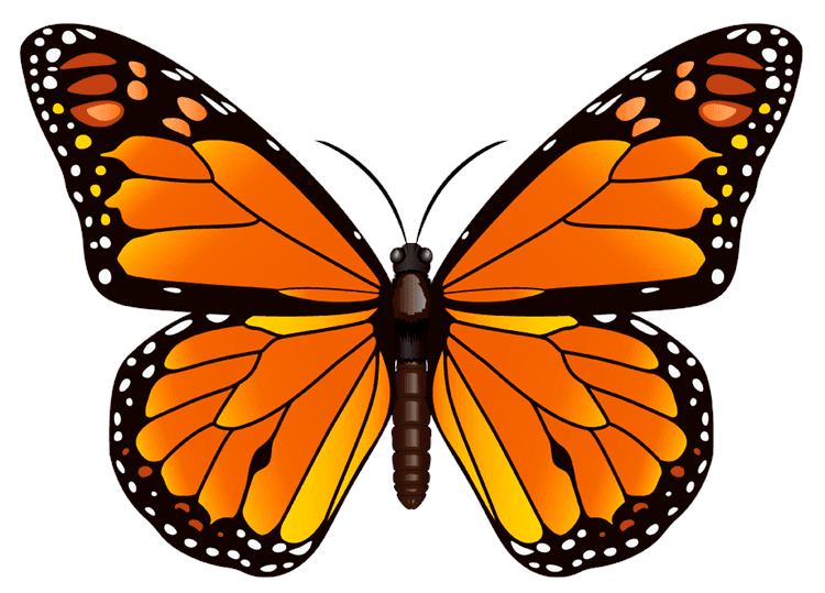 Orange Butterfly 2