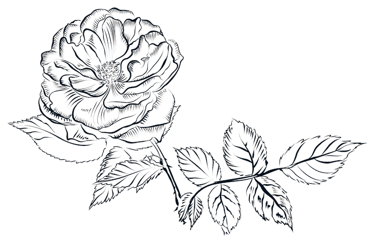 Ink Line Flower and Branch