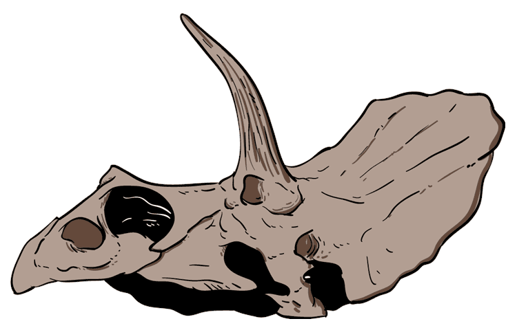 Triceratops Dinosaur Skull