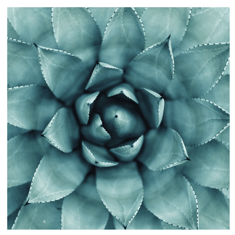 Succulent Photo