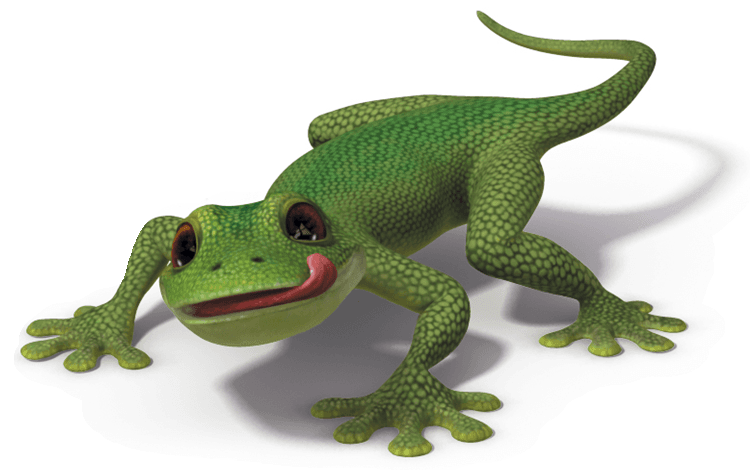 gecko.jpg
