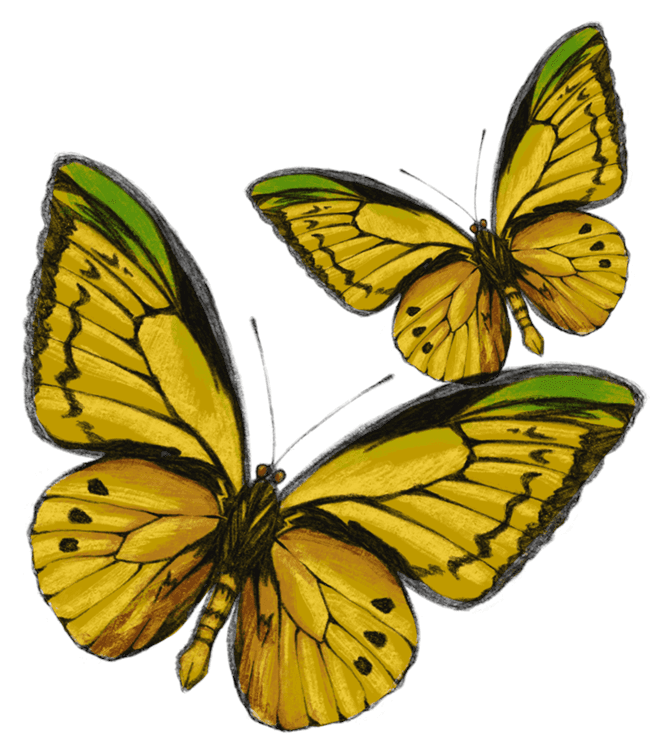 Two Yellow Butterflies