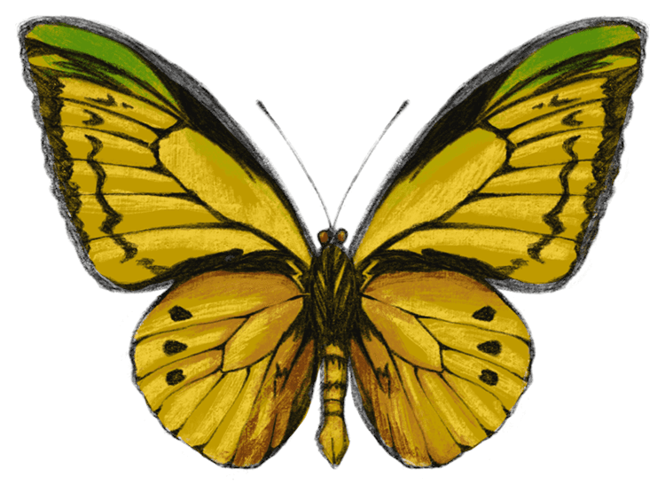 One Yellow Butterfly