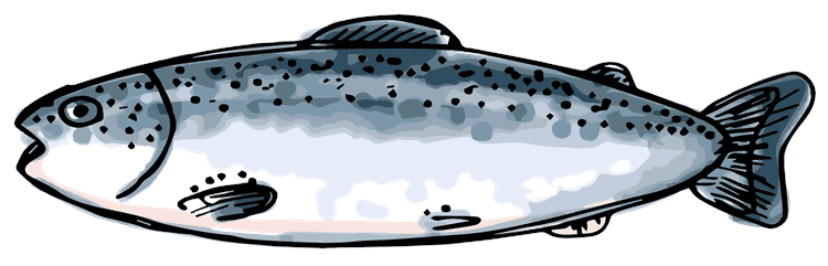 Salmon