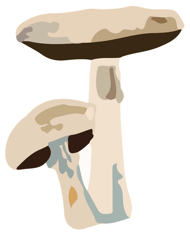 Two Mushrooms