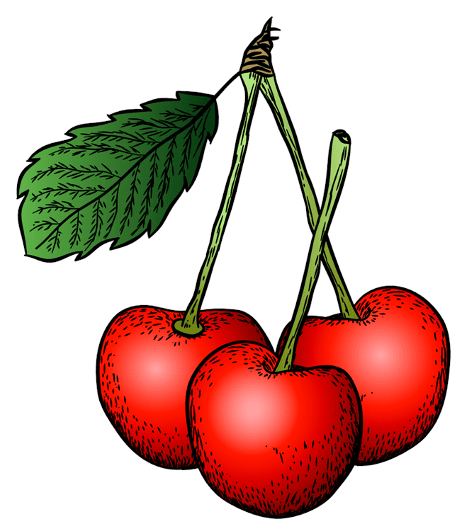 Cherry Illustration
