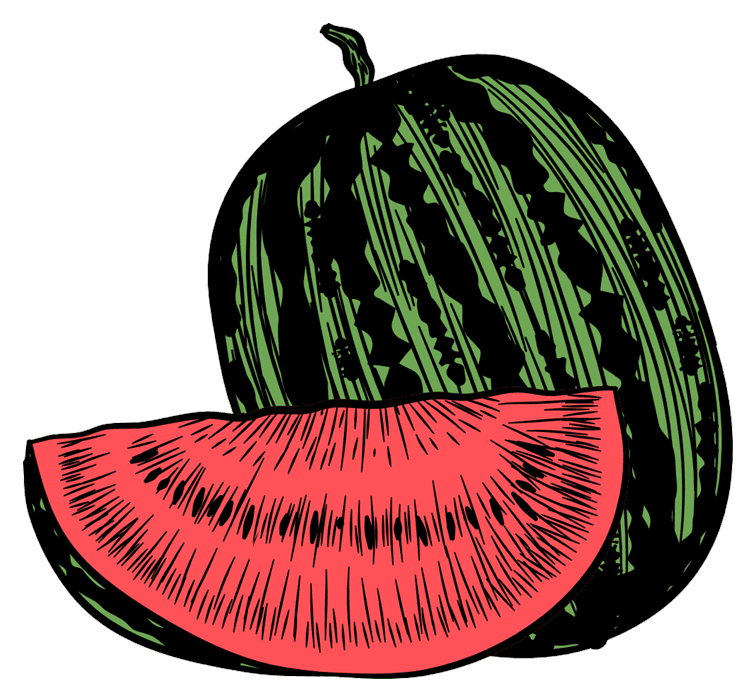 Watermelon Illustration