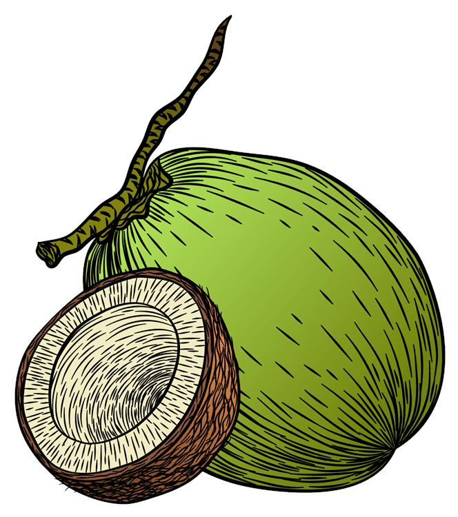 Coconut Illustration