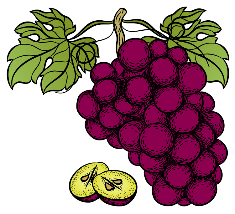 Grapes Illustration