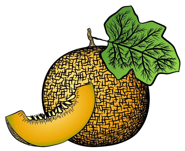 Honey Dew Illustration