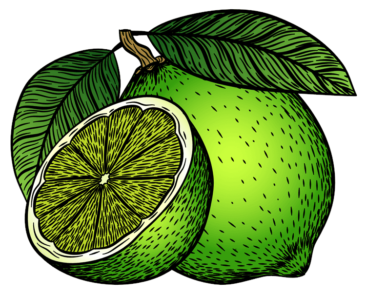 Lime Illustration