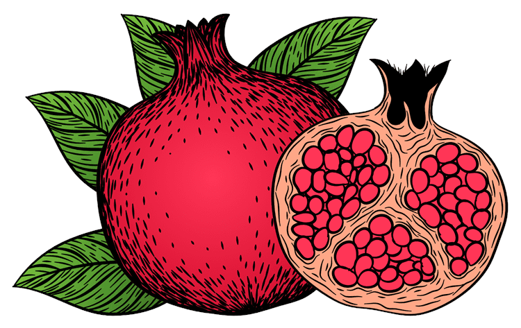 Pomegranate Illustration