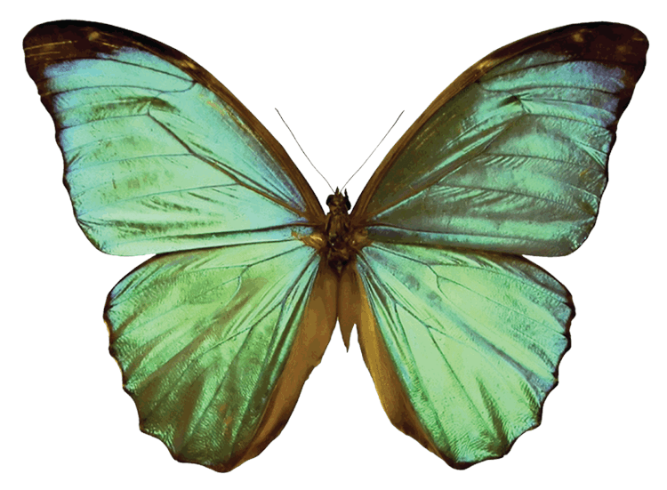 Green Butterfly