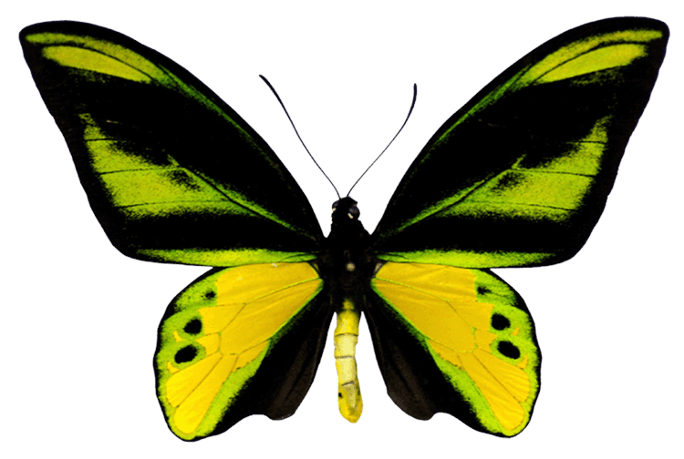 Neon Butterfly