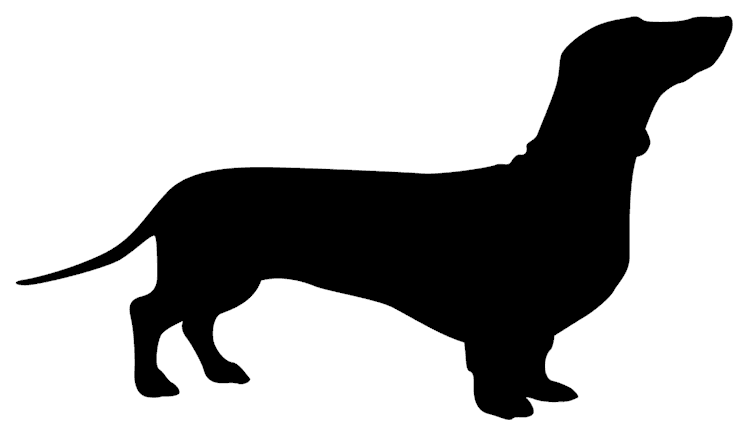 dacshund
