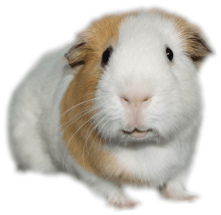 PepeGuineaPig