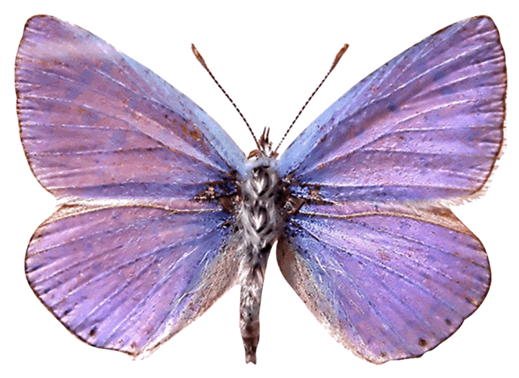 Purple Moth Butterfly