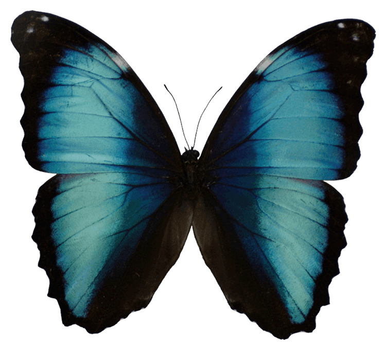 Blue Morpho Butterfly